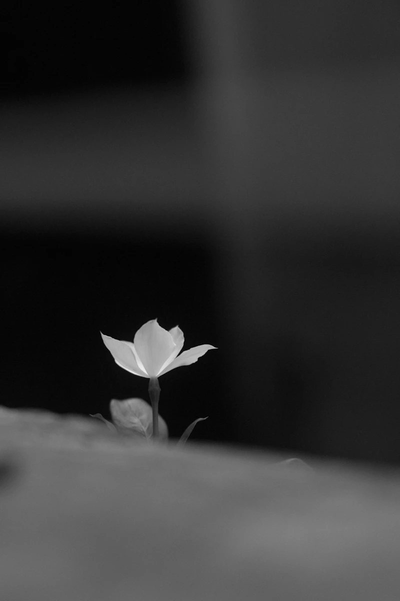 A single white flower in black and white against a dark background